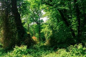 foresta paesaggio, boschetti di alberi intrecciate con liane, nel un' subtropicale deciduo foresta foto