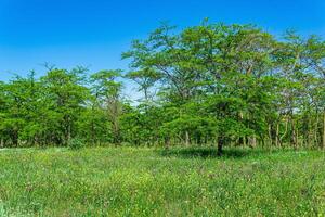 primavera soleggiato Aperto bosco paesaggio con fioritura prato e deciduo boschetti foto