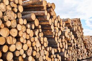 enorme pila di logs preparato per mezzi di trasporto foto