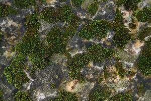 sfondo, struttura - verde muschio su il superficie di il roccia foto