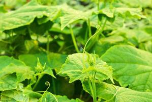 giovane cetriolo vite con a spirale contorto viticci foto