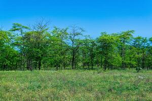 primavera soleggiato Aperto bosco paesaggio con fioritura prato e deciduo boschetti foto