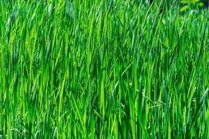 naturale sfondo - boschetti di verde erba carici illuminato di il sole foto