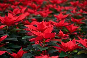 fioritura stella di Natale, rosso le foglie di Natale fiore vicino su foto