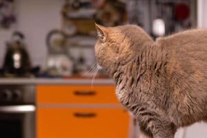 Scozzese dritto gatto trasformato lontano, vedendo o udito qualcosa nel il cucina foto