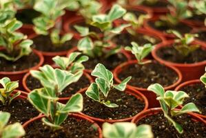 pentole con germogli di interno impianti ficus triangolare foto