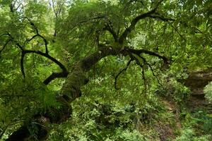 muschioso albero nel montagna foresta pluviale foto