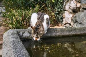vagante gatto bevande a partire dal un' pietra piscina nel un vecchio parco foto