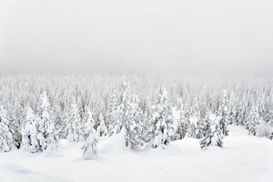 inverno montagna paesaggio - nevoso foresta nel un' gelido foschia foto