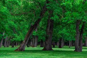 paesaggio nel un quercia boschetto con erboso sottobosco foto