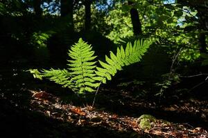 felce brillantemente illuminato di un' raggio di sole nel il mezzo di un' buio foresta sottobosco foto