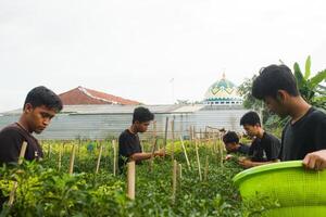 5 giovane asiatico agricoltori siamo ordinamento peperoncini per raccogliere nel il giardino. durante il giorno utilizzando tradizionale utensili e nero magliette foto