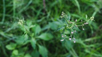 vivace verde bellezza di erba. Esplorare il complessità di erba lame e scoprire il meraviglie di natura con sbalorditivo avvicinamento fotografia. foto