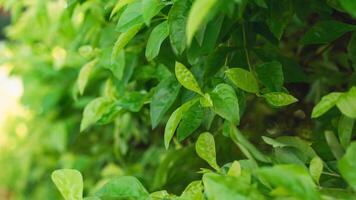 catturare il intricato bellezza di verde le foglie con un' sbalorditivo vicino su sparo. foto