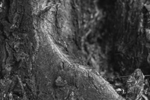 intricato e travolgente struttura di un' albero tronco nel nero e bianca toni. Questo sfondo avere unico profondità e eleganza. foto