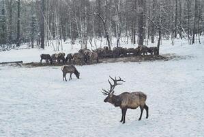 cervo alimentazione nel il inverno su un' marale azienda agricola foto