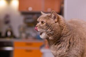 Scozzese dritto gatto lecca il suo bocca pieno dopo mangiare foto
