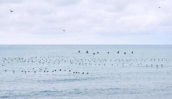 paesaggio marino con un' gregge di migratorio uccelli volante Basso al di sopra di il acqua foto