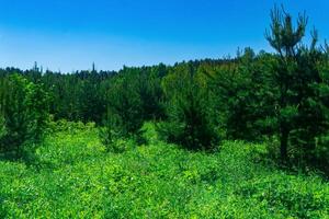 paesaggio con un' soleggiato primavera prato a il bordo di il foresta foto