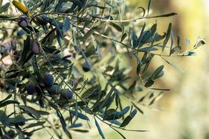 oliva ramo con maturazione frutta avvicinamento foto