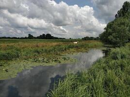 bellissimo paesaggio con un' verde campo e un' mucca riposo nel un' prato, anatre nuoto nel un' lago foto