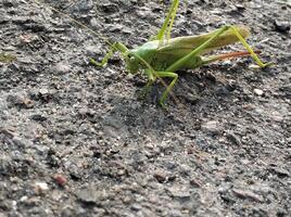 cavalletta insetto, avvicinamento natura foto