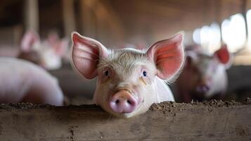ai generato maiali in attesa nutrire, maiale interno su un' azienda agricola cortile. suino nel il stalla foto