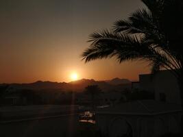 incontro il tramonto vicino un' palma albero nel Egitto foto