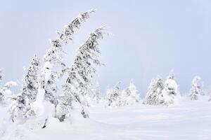 nevoso montagna alberi contro il inverno cielo foto