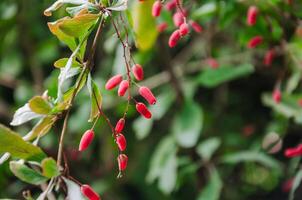 ornamentale crespino arbusto nel autunno con rosso frutti di bosco foto