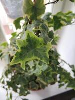 casa e giardino concetto di inglese edera pianta nel pentola su il balcone foto