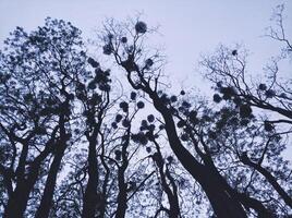 il contrasto di alto alberi e il sera cielo foto