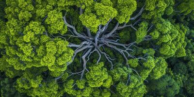 ai generato il resilienza di natura nel il viso di ambientale sfide. il rigenerativa energia di ecosistemi, sottolineando il importanza di proteggere e ripristino nostro pianeta foto