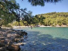 soleggiato spiaggia per rilassamento, pietra riva e conifero albero con coni foto