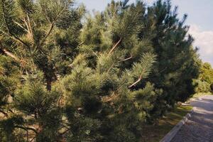 largo pino alberi nel il parco su un' soleggiato giorno foto