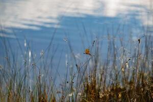 libellula nel il Everglades foto
