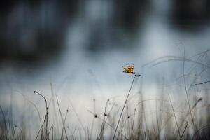 libellula nel il Everglades foto