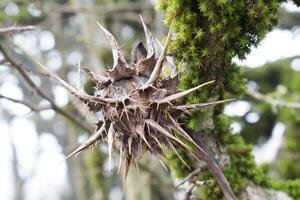 un' spinoso pianta seme nel un' foresta durante autunno foto