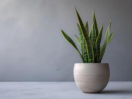 ai generato sansevieria pianta nel un' moderno fiore pentola su un' grigio sfondo. casa pianta sansevieria trifa a partire dal il famiglia di asparago. il concetto di minimalismo. foto