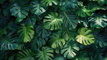 ai generato Monstera parete. tropicale verde foglie, floreale modello sfondo foto