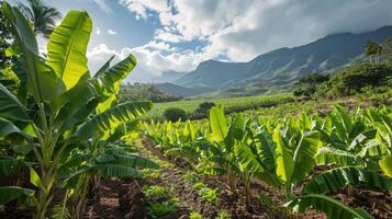 ai generato lussureggiante azienda agricola campo con fiorente banane e fogliame, eco-friendly agricoltura. collocato nel tenerife, canarino isole, Aperto per turisti foto