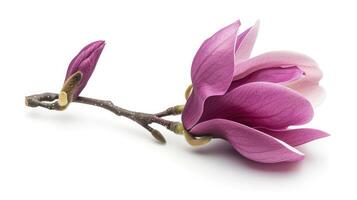 ai generato viola magnolia fiore, magnolia felice isolato su bianca sfondo foto