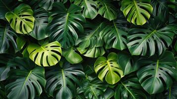 ai generato Monstera parete. tropicale verde foglie, floreale modello sfondo foto