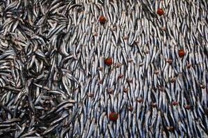 fresco pesce a il pesce stalla foto