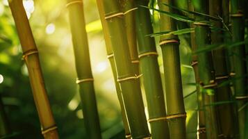 ai generato molti bambù gambi e leggero fascio foto