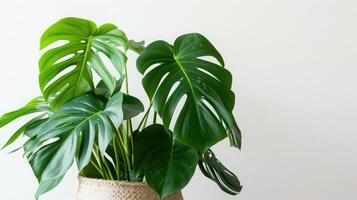 ai generato Monstera nel un' pentola isolato su bianca sfondo, vicino su di tropicale le foglie o pianta della casa quello crescere interno per decorativo scopo. foto