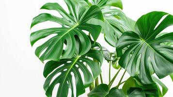 ai generato Monstera nel un' pentola isolato su bianca sfondo, vicino su di tropicale le foglie o pianta della casa quello crescere interno per decorativo scopo. foto