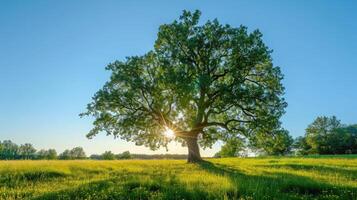 ai generato il sole splendente attraverso un' maestoso verde quercia albero su un' prato, con chiaro blu cielo nel il sfondo, panorama formato foto