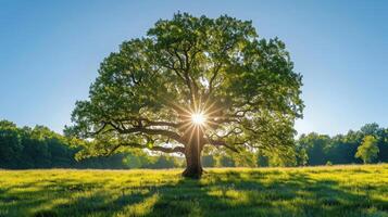 ai generato il sole splendente attraverso un' maestoso verde quercia albero su un' prato, con chiaro blu cielo nel il sfondo, panorama formato foto