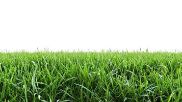 ai generato verde erba campo isolato su bianca sfondo foto